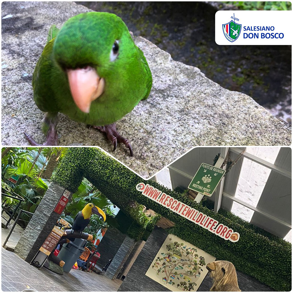 El Salesiano Don Bosco está ubicado en una zona donde es usual observar aves de este tipo, los protege y procura su preservación.